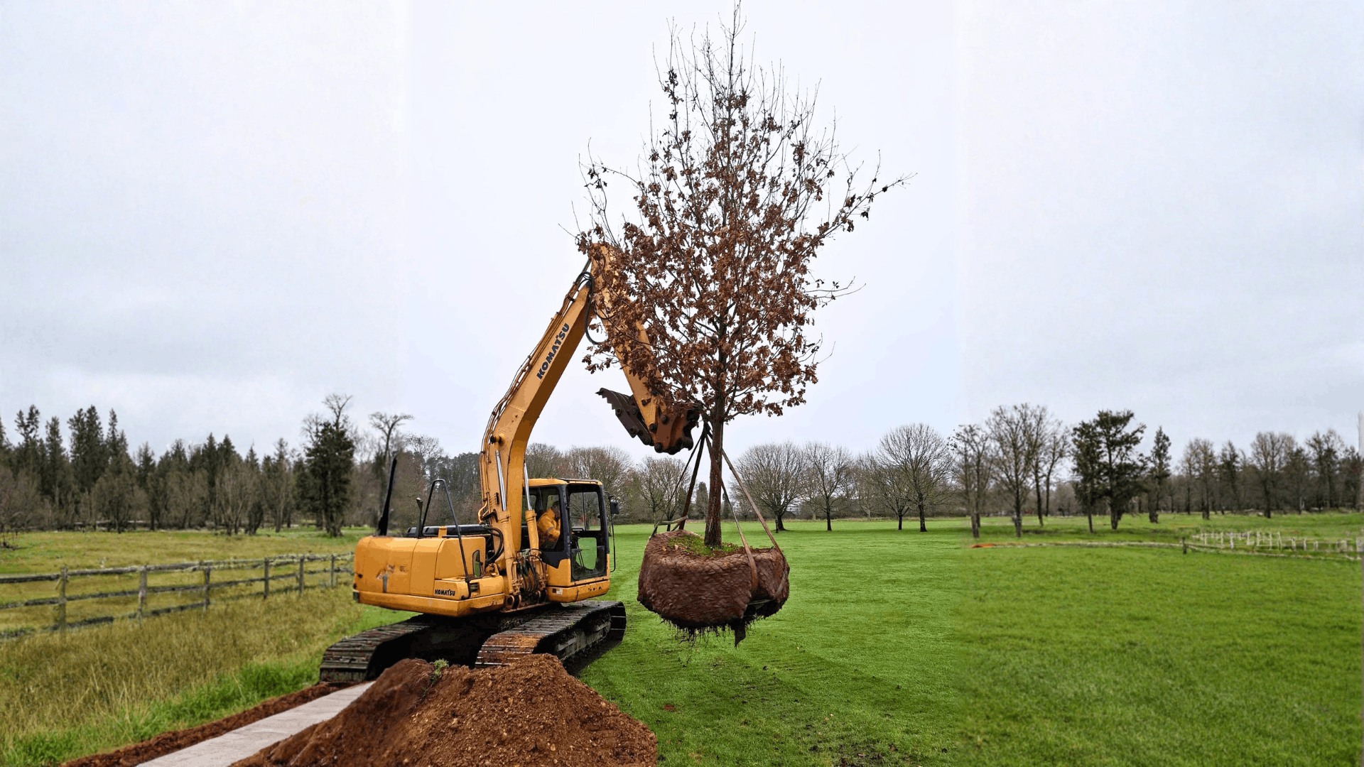 Tree Moving - UK Specialists Since 1986 | Ruskins